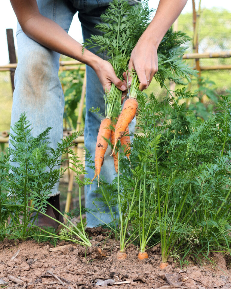 curso minha primeira horta alimento