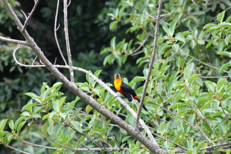 Tucano ecologia sustentabilidade vida natural